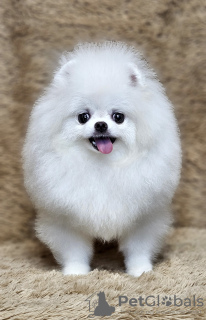 Zdjęcie №2 do zapowiedźy № 130323 na sprzedaż  szpic miniaturowy - wkupić się Federacja Rosyjska prywatne ogłoszenie