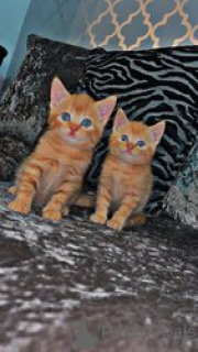 Zdjęcie №1. maine coon - na sprzedaż w Aarbergen | 1435zł | Zapowiedź № 155349