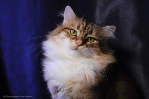 Zdjęcie №3. Syberyjski Złoty Kot. Federacja Rosyjska
