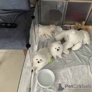 Zdjęcie №4. Sprzedam szpic miniaturowy w Kolonia. prywatne ogłoszenie - cena - 1779zł