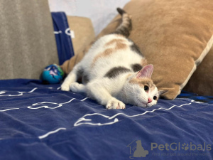 Zdjęcie №4. Sprzedam  w Москва.  - cena - Bezpłatny