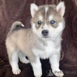 Zdjęcie №1.  - na sprzedaż w Berlin | negocjowane | Zapowiedź №161316