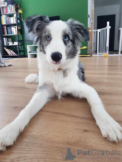 Dodatkowe zdjęcia: Border Collie / Blue merle / Typ Show / samiec / FCI / ZKwP