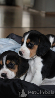 Zdjęcie №3. Szczenięta rasy beagle do adopcji.. Finlandia