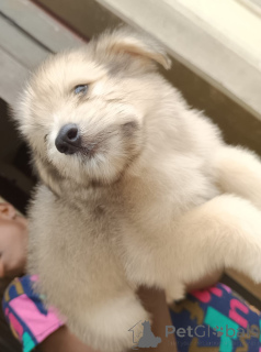 Zdjęcie №3. Szczenięta Lhasa Apso do adopcji. Ekwador