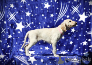 Zdjęcie №3. Perska Greyhound Saluki. Serbia