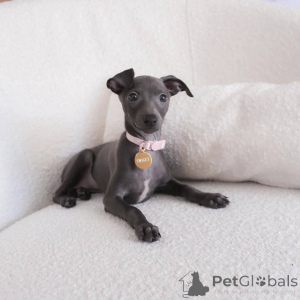 Zdjęcie №1. charcik włoski - na sprzedaż w Gamprin | negocjowane | Zapowiedź №158226