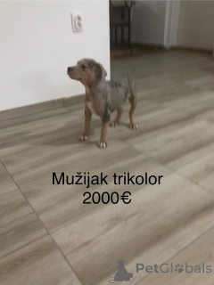 Zdjęcie №4. Sprzedam bulterier w Ruma. hodowca - cena - negocjowane