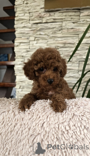 Zdjęcie №3. Czerwone pudle toy. Serbia