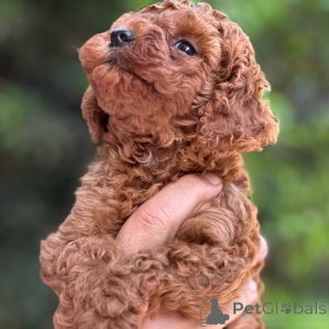 Zdjęcie №2 do zapowiedźy № 164037 na sprzedaż  pudel (zabawka) - wkupić się Finlandia prywatne ogłoszenie, ze schronu