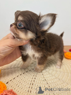 Zdjęcie №3. Szczeniak chihuahua dostępny do adopcji. Republika Czeska