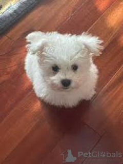 Zdjęcie №1. bichon frise - na sprzedaż w Helsinki | 2392zł | Zapowiedź №169508