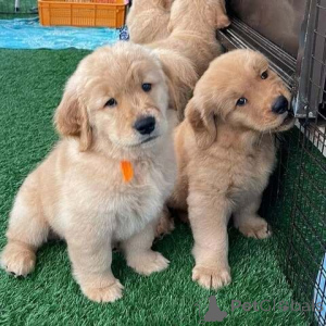 Zdjęcie №1. golden retriever - na sprzedaż w Arkusz | 1674zł | Zapowiedź №171430