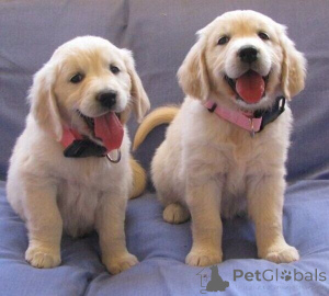 Zdjęcie №1. golden retriever - na sprzedaż w Dronninglund | negocjowane | Zapowiedź №170295