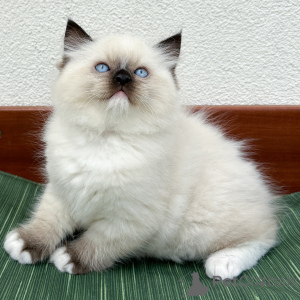 Zdjęcie №1. ragdoll - na sprzedaż w Aarhus | negocjowane | Zapowiedź № 171360