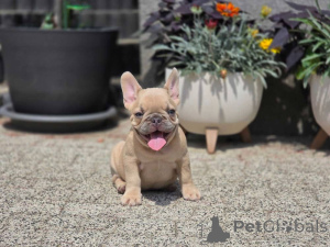 Zdjęcie №3. Apollo w pełni gotowy na nowy dom. Niemcy