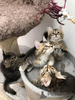 Zdjęcie №1. kot syberyjski - na sprzedaż w Lille | 1435zł | Zapowiedź № 160573