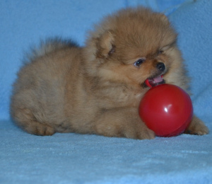 Zdjęcie №2 do zapowiedźy № 4368 na sprzedaż  szpic miniaturowy - wkupić się Białoruś prywatne ogłoszenie