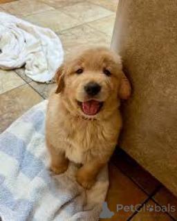 Zdjęcie №3. Prachtige Golden Retriever - szczeniak. Belgia