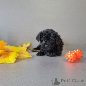 Zdjęcie №1. pudel (zabawka) - na sprzedaż w Helsinki | 7175zł | Zapowiedź №163100