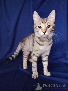 Zdjęcie №1.  - na sprzedaż w Rzeka Moskwa | Bezpłatny | Zapowiedź № 165479