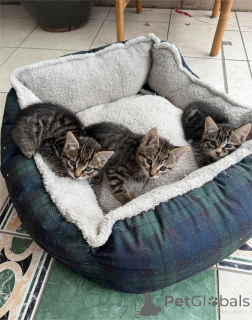 Zdjęcie №1. kot europejski krótkowłosy - na sprzedaż w Bönnigheim | 1674zł | Zapowiedź № 153848