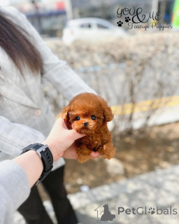 Zdjęcie №2 do zapowiedźy № 163957 na sprzedaż  pies nierasowy - wkupić się USA 