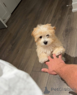 Zdjęcie №4. Sprzedam  w Indiana.  - cena - 3012zł