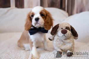 Dodatkowe zdjęcia: Szczenięta Cavalier King Charles Spaniel