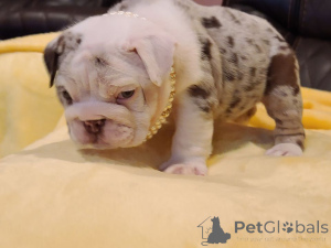 Zdjęcie №3. English Bulldog Puppies Max i Bella. Niemcy