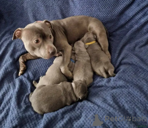 Zdjęcie №2 do zapowiedźy № 175713 na sprzedaż  staffordshire bull terrier - wkupić się Niemcy prywatne ogłoszenie