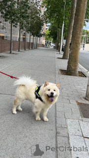 Zdjęcie №1. chow-chow - na sprzedaż w Barcelona | 5262zł | Zapowiedź №147039