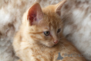 Zdjęcie №3. Niemiecki Rex Kätzchen Zur Adoption. Niemcy