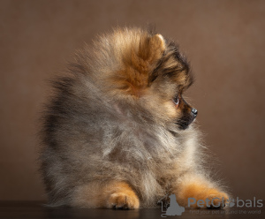 Zdjęcie №3. Pomeranian (szpic miniaturowy). Federacja Rosyjska