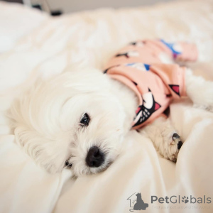 Zdjęcie №1. maltańczyk - na sprzedaż w Helsinki | 2392zł | Zapowiedź №164001