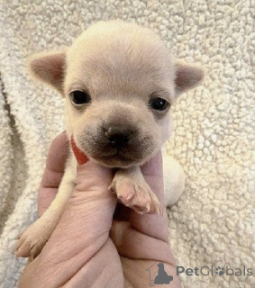 Zdjęcie №1. chihuahua (rasa psów) - na sprzedaż w Zrenjanin | negocjowane | Zapowiedź №163892