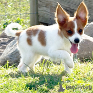 Zdjęcie №1. papillon (rasa psów) - na sprzedaż w Berlin | 2392zł | Zapowiedź №178726
