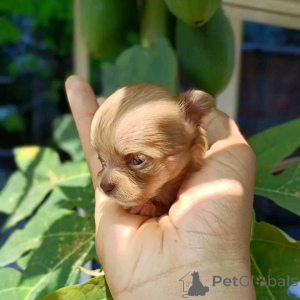 Zdjęcie №1. chihuahua (rasa psów) - na sprzedaż w Kalifornia | 4634zł | Zapowiedź №170104
