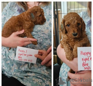 Dodatkowe zdjęcia: Miniaturowe szczenięta Goldendoodle