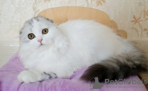 Zdjęcie №3. Fajny kotek. Federacja Rosyjska