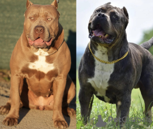 Dodatkowe zdjęcia: American Bully XL szczenięta