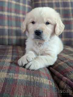 Zdjęcie №2 do zapowiedźy № 168235 na sprzedaż  golden retriever - wkupić się Luksemburg prywatne ogłoszenie