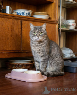 Zdjęcie №1.  - na sprzedaż w Rzeka Moskwa | Bezpłatny | Zapowiedź № 162987