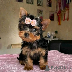 Zdjęcie №1. yorkshire terrier - na sprzedaż w Stockholm | 1591zł | Zapowiedź №125801