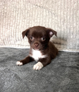 Zdjęcie №3. Piękne szczenięta rasy chihuahua cross jack Russell. Niemcy