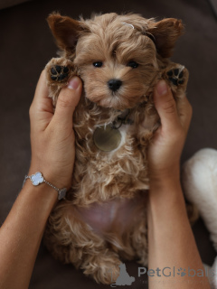 Zdjęcie №3. Słodkie szczenięta Maltipoo Czysta miłość w puszystym opakowaniu!. Republika Czeska
