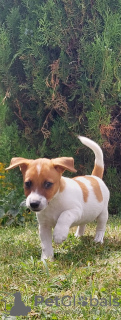 Zdjęcie №2 do zapowiedźy № 62731 na sprzedaż  jack russell terrier - wkupić się Polska hodowca