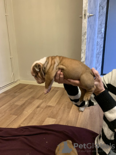 Zdjęcie №2 do zapowiedźy № 121037 na sprzedaż  buldog angielski - wkupić się USA 