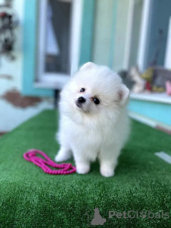 Zdjęcie №2 do zapowiedźy № 164444 na sprzedaż  szpic miniaturowy - wkupić się Portugalia 