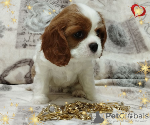 Zdjęcie №3. OBIECUJĄCA DZIEWCZYNA Cavalier King Charles Spaniel. Białoruś